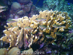 Klien Curacao South Reef. Very healthy Elkhorn coral and ... by Steve Davis 